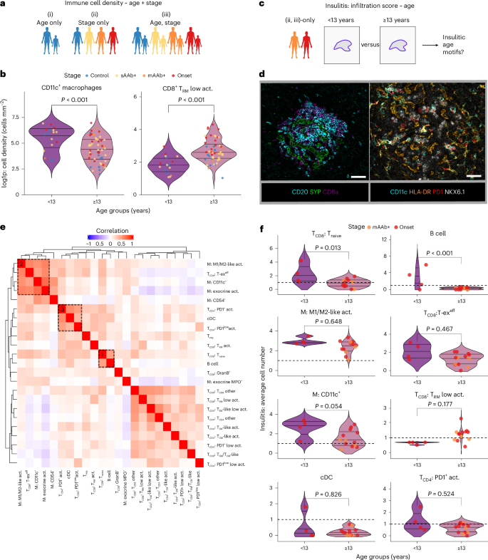 Fig. 6: Age-associated immune cell phenotypes form insulitic clusters.