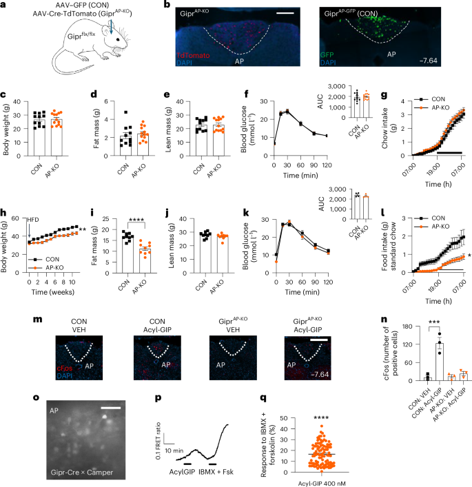 Fig. 1: The effects of GiprAP-KO on standard chow-fed (lean) and 45% HFD fed (DIO) mice.