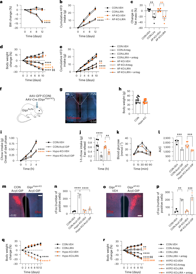 Fig. 3: Effects of GLP-1R agonism and GIPR antagonism on GiprAP-KO and GiprHypo-KO mice.