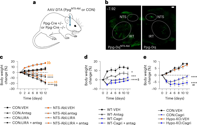 Fig. 4: Interactions of GIPR antagonism with brainstem Ppg neurons and amylin receptors.