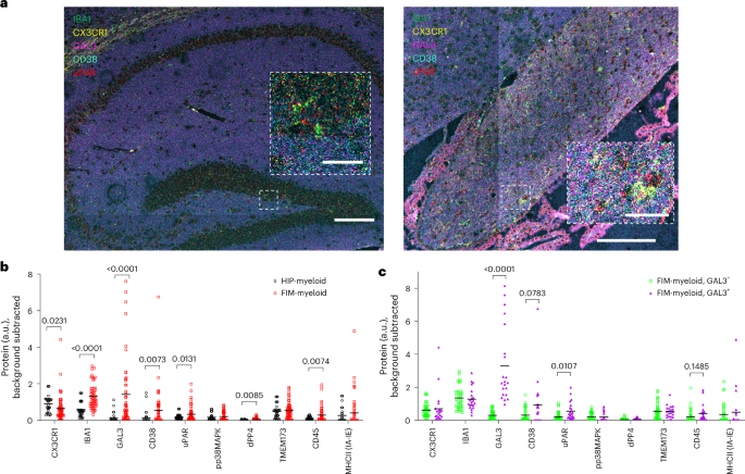 Fig. 2: IMC reveals senescent and DAM protein signatures increase in aged fimbria.