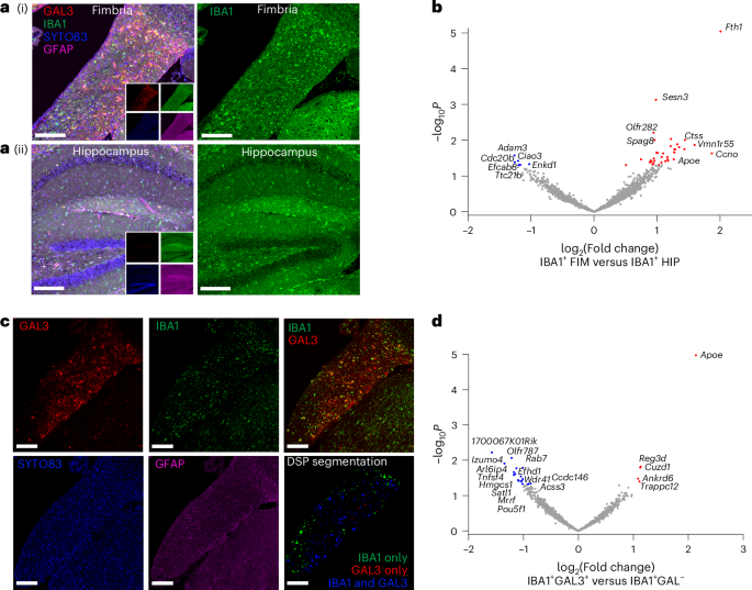 Fig. 3: GeoMx DSP demonstrates canonical DAM and emergent genes increase in aged fimbria microglia.