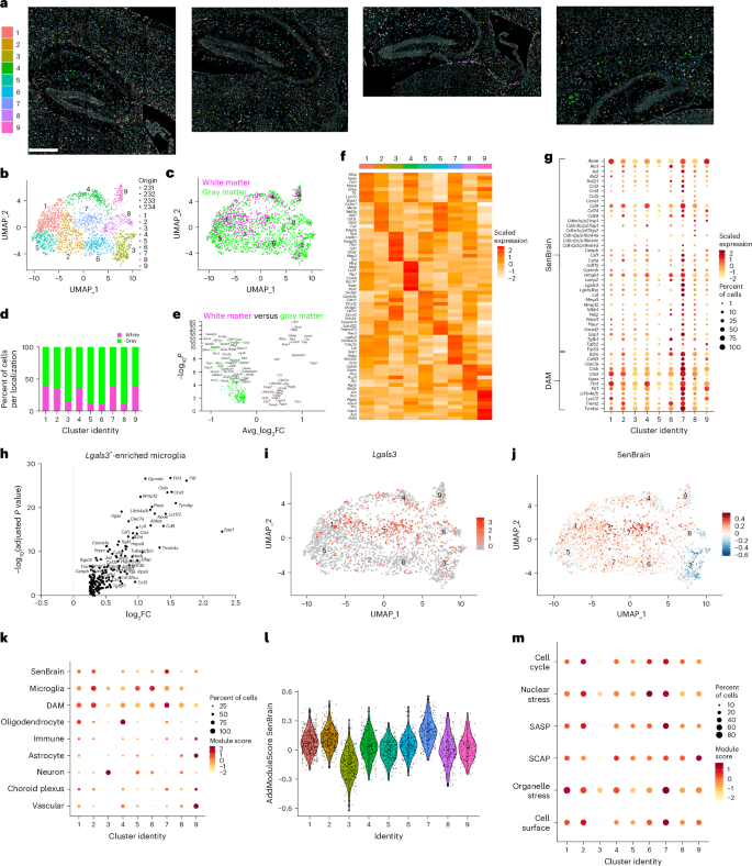 Fig. 4: CosMx SMI resolves DAM- and senescence-linked microglial identities in aged brain.