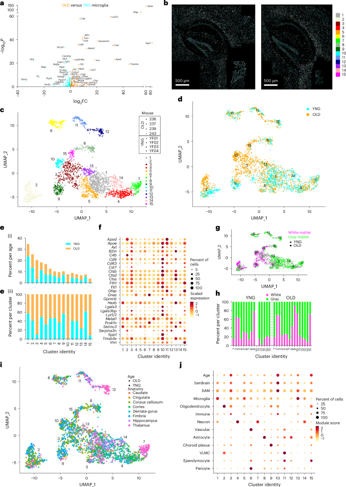 Fig. 5: CosMx SMI reveals high-resolution molecular signatures of age-altered and region-defined microglia.