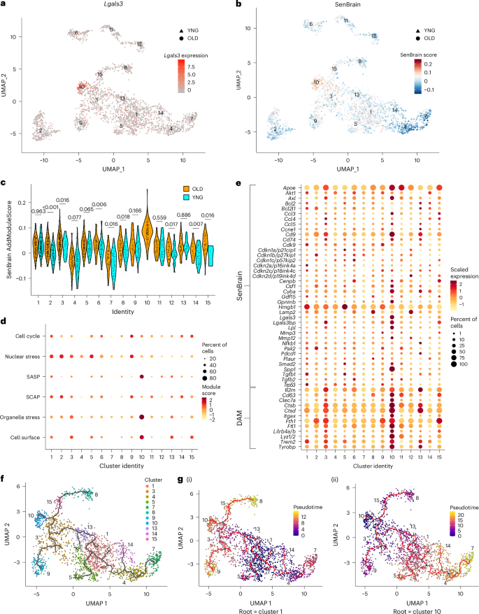Fig. 6: Analysis of the CosMx SenBrain gene panel and senescence domains reveals a microglial senotype in the aged brain.