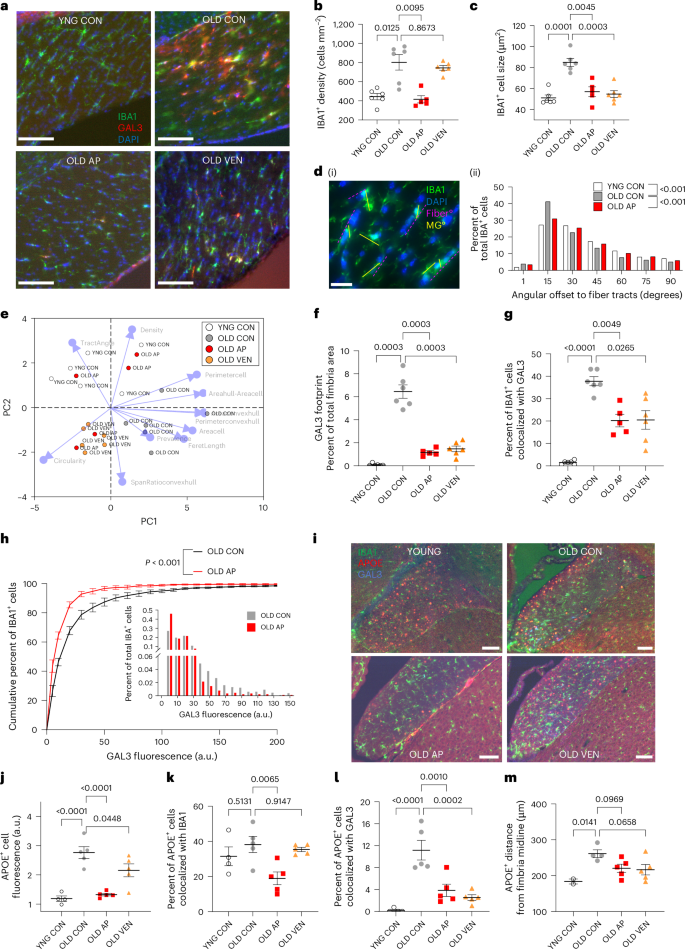Fig. 8: Senotherapeutics revert age-associated IBA1+, GAL3+ and APOE+ microglial changes in the fimbria.