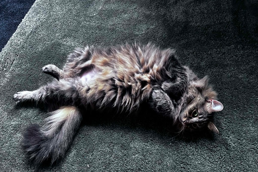 A cat on her back, legs spread, very fluffy, black with white markers.