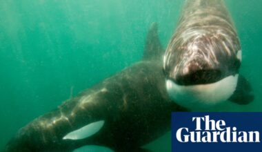 Orcas seen ramming prey so hard it explodes may be playing game | Marine life
