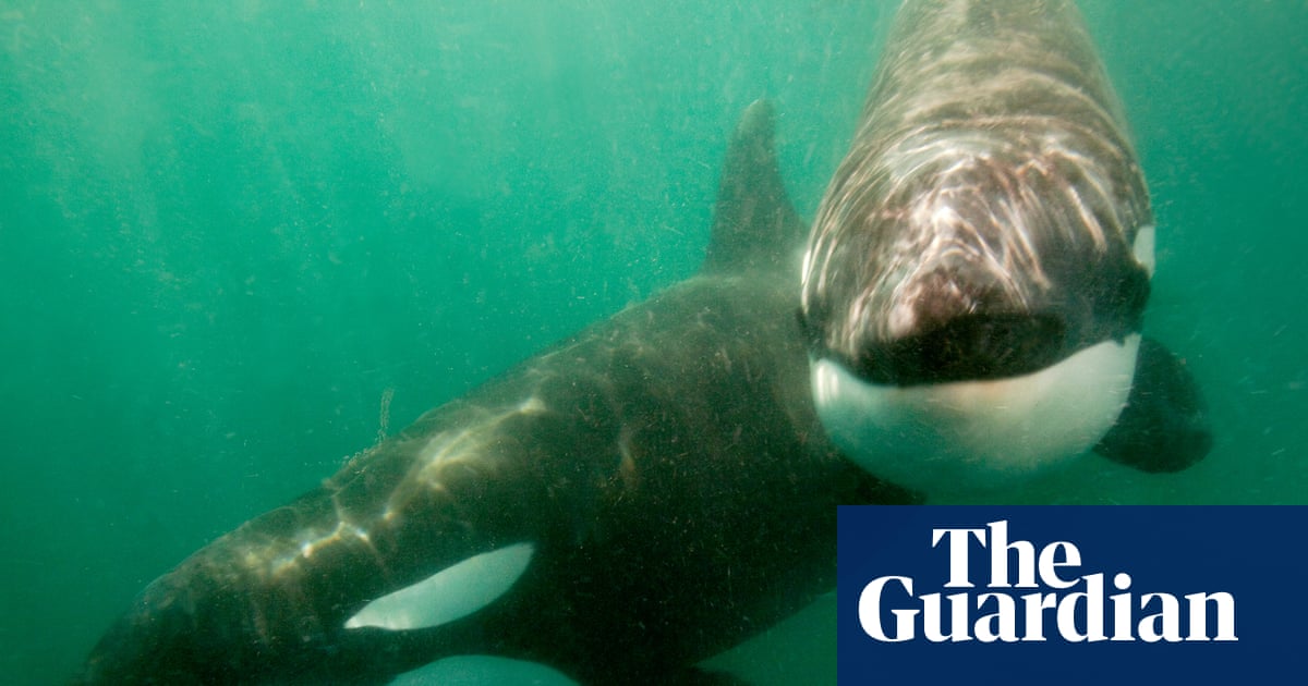 Orcas seen ramming prey so hard it explodes may be playing game | Marine life