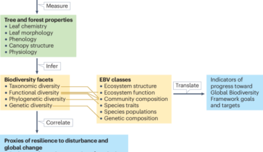 Remote sensing delivers tropical forest resilience monitoring for the Global Biodiversity Framework