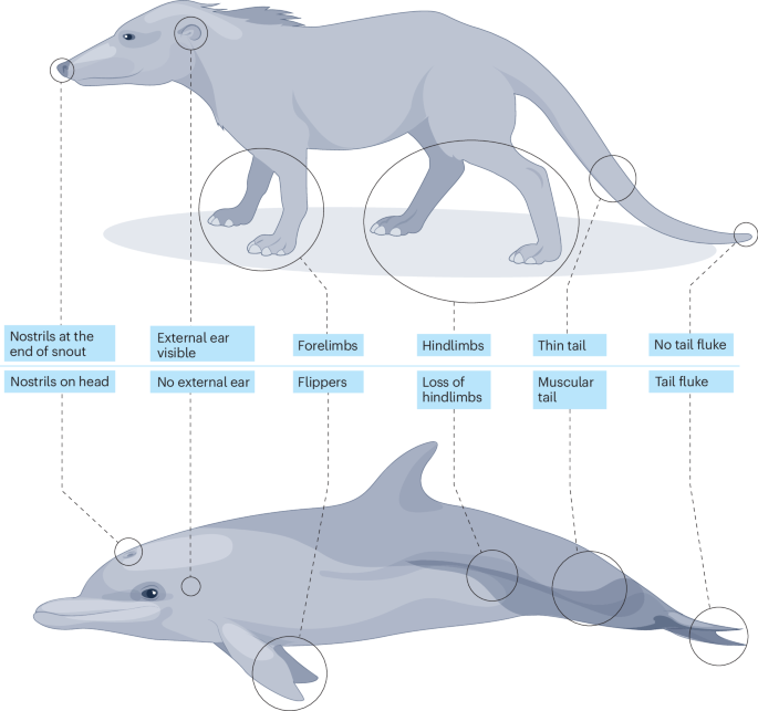 The evolution and diversification of Cetacea