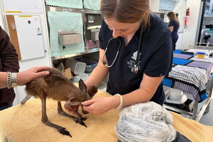 A vet works on an injured joey in a medical room, another hand holds the back of the baby.