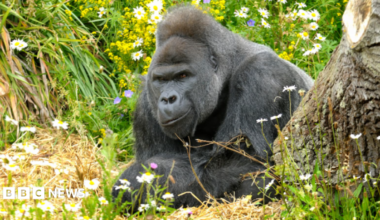 A large male silverback gorilla lies on its front and surrounded by flowers flowers in a zoo enclosure