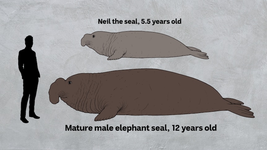 Image depicting size of young seal with male adult seal with human adult for scale purposes.