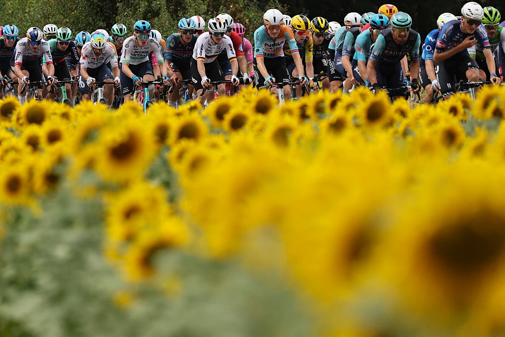 The pack of riders (peloton) cycles past un sunflower field during the 12th stage of the 113th edition of the Tour de France cycling race, 181 km between Circuit de Nevers Magny-Cours and Chalon-sur-Sa&ocirc;ne in central France, on July 16, 2026. (Photo by Anne-Christine POUJOULAT / AFP)
