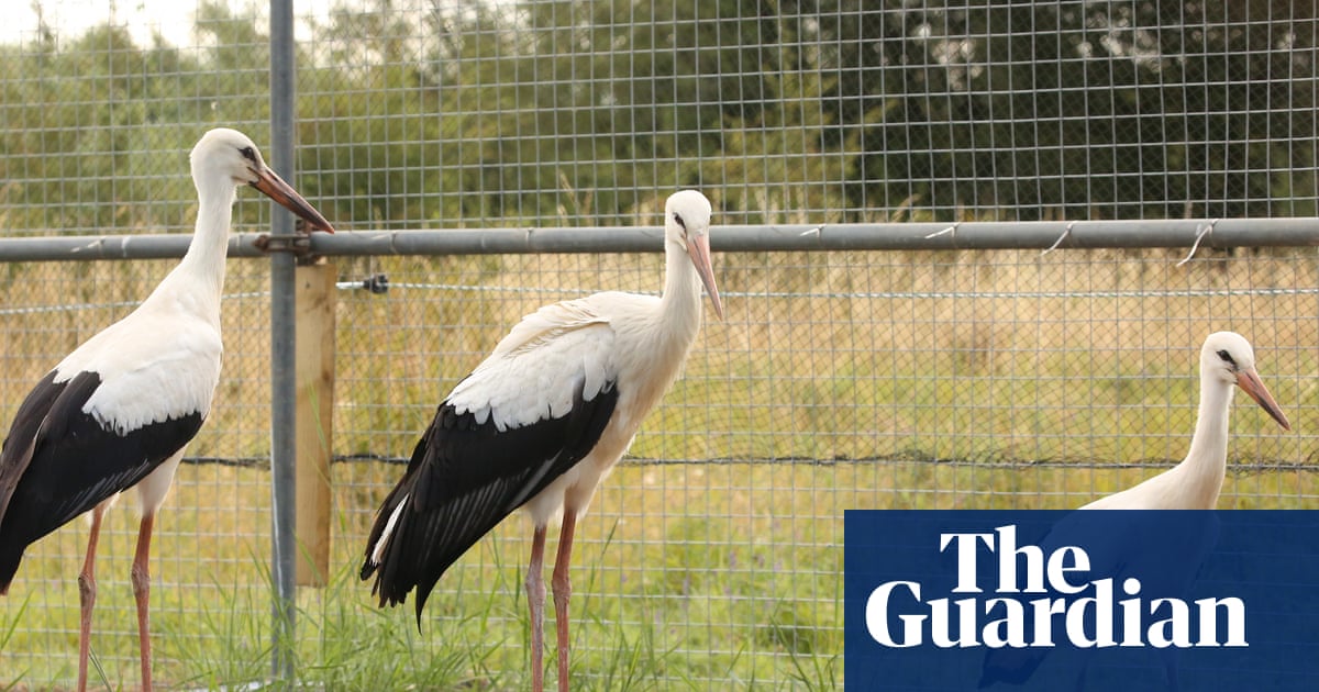 ‘They’re part of folklore’: storks return to Derbyshire after 600-year absence | Birds