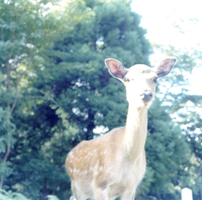 Rinko Kawauchi, Untitled (from the series Aila), 2004