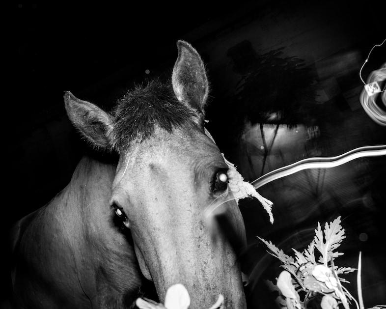 Aman Alam, Lost Horse (from the series Ozymandias), 2020–ong