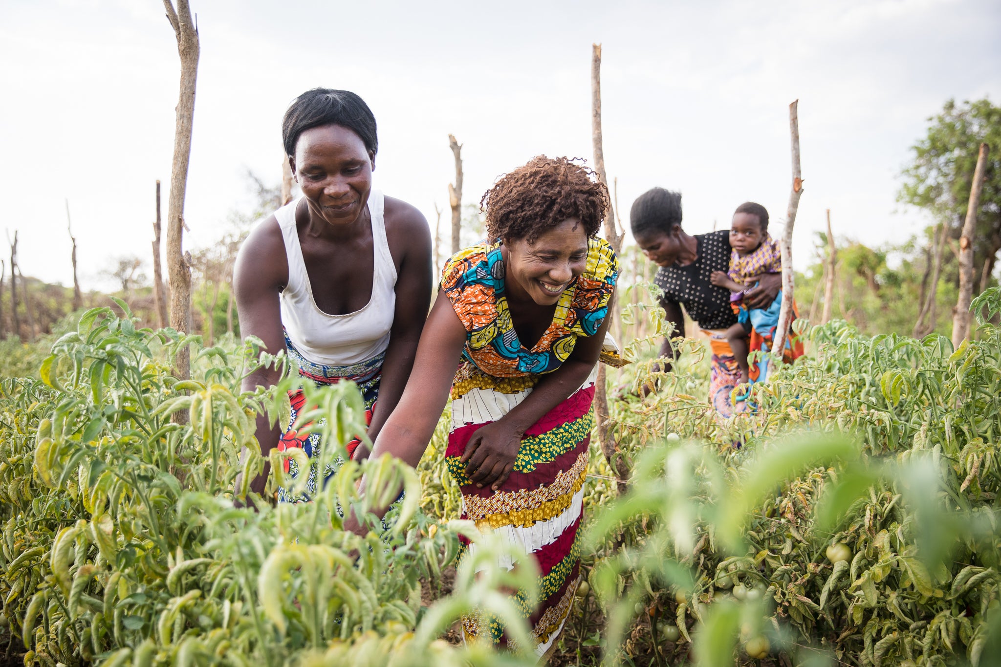 Beneficiaries of a climate-smart agriculture project in Zambia that was also backed with CIF financing