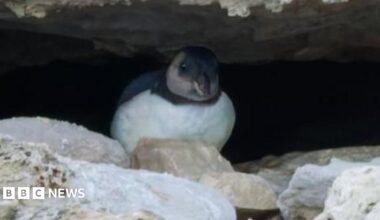 A small bird with a white chest and black head with white cheek and chinstrap sits hunched between a narrow gap in a grey rock face