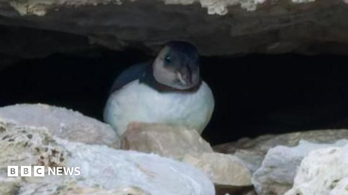 A small bird with a white chest and black head with white cheek and chinstrap sits hunched between a narrow gap in a grey rock face