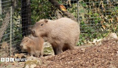Two capybaras in an enclosure pictured next to some straw bedding.