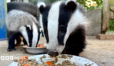 A black and white badger standing on a forest floor, surrounded by green foliage and tree trunks, looking slightly to the side.