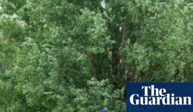 Why willows put the rest in the shade when cricket goes planting trees | Cricket