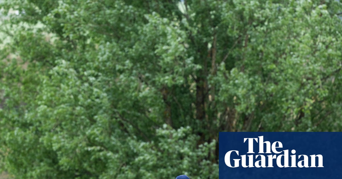 Why willows put the rest in the shade when cricket goes planting trees | Cricket