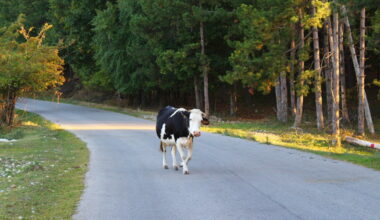Claude Sonnet 5.0 heads straight down the middle of the road to dodge controversy