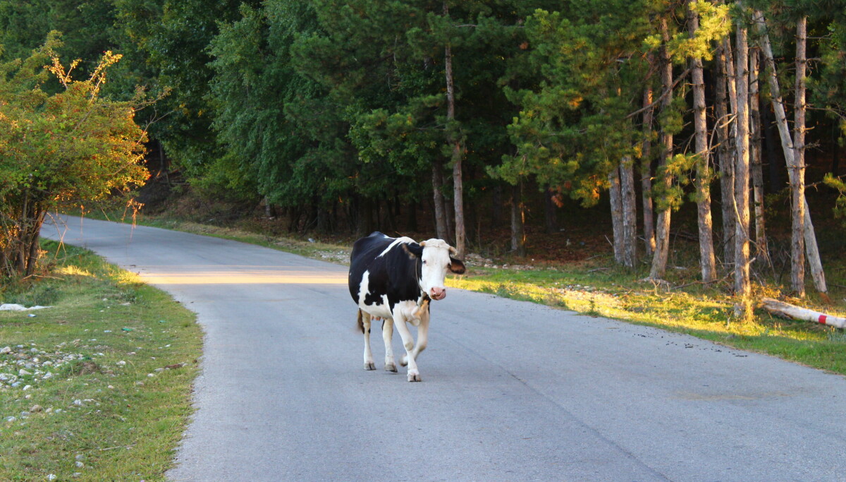 Claude Sonnet 5.0 heads straight down the middle of the road to dodge controversy