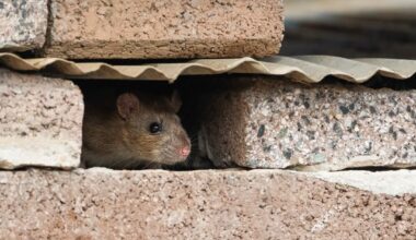It's an AI web, and we're just rats in the walls