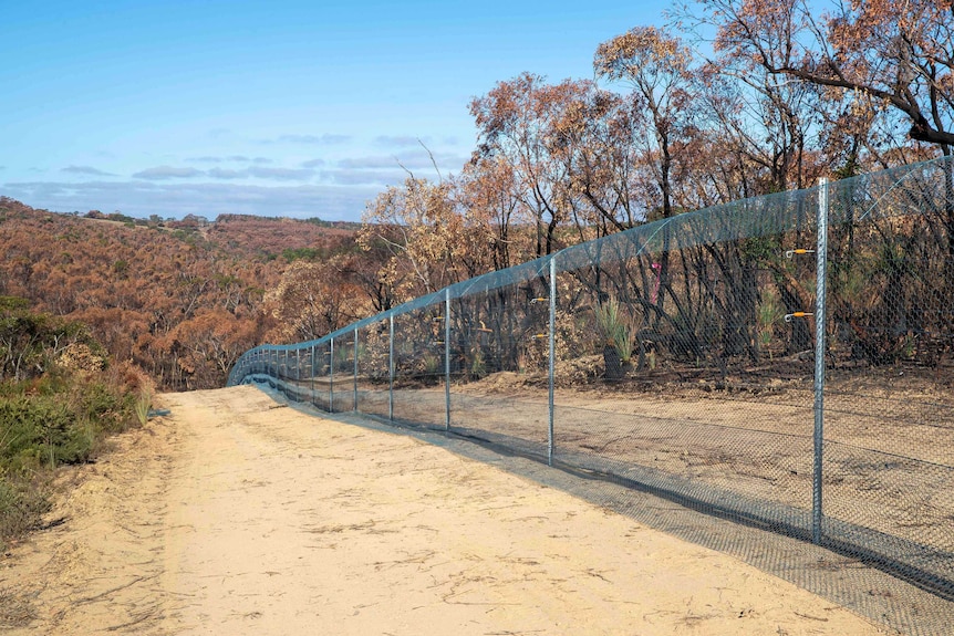 A wire fence runs along a dusty road between burnt trees.