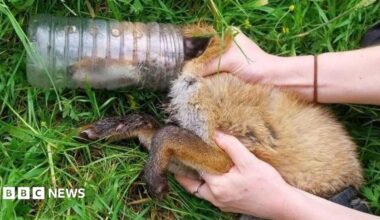 A fox lying on grass with its head stuck in a plastic bottle. The animal is being held by an animal rescuer.