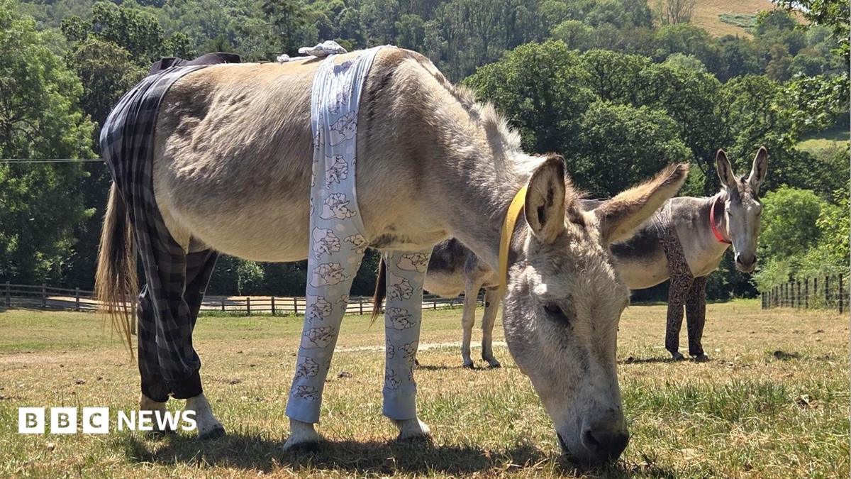 Two donkey's stood in a field wearing leggings on all four of its legs taken on a bright sunny day. There are a number of trees in the background.