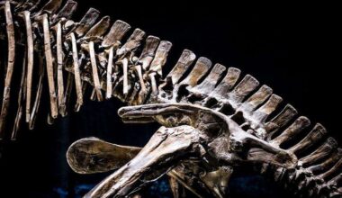 Scientists discover 210-million-year-old dinosaur in Zimbabwe