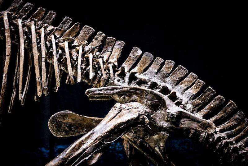 Scientists discover 210-million-year-old dinosaur in Zimbabwe