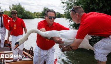 A group of men in red shirts and white trousers are gathered together on a river. Three of the men are on a boat while one stands on the shore. One of the men on the boat is handing a swan to the man on land with both hands.