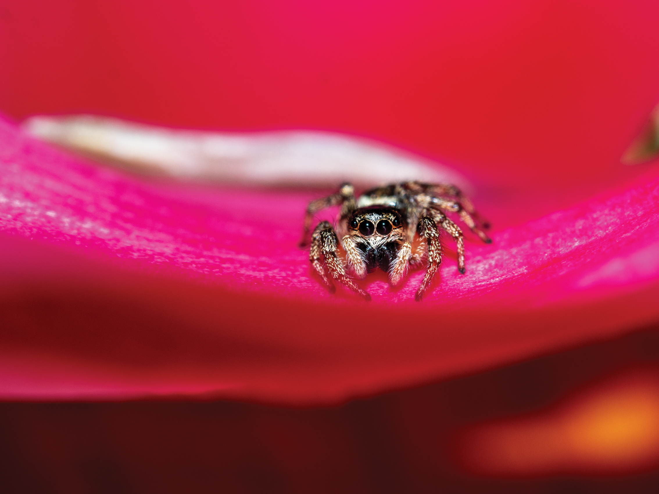 Close-up of a small jumping spider with large eyes on a vibrant pink flower petal against a blurred red background