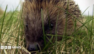 Close up of a hedgehog as it moves through grass