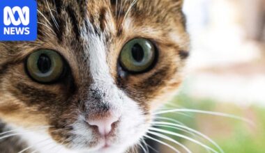 Pet cat impact on wildlife could be overstated, UQ researchers say