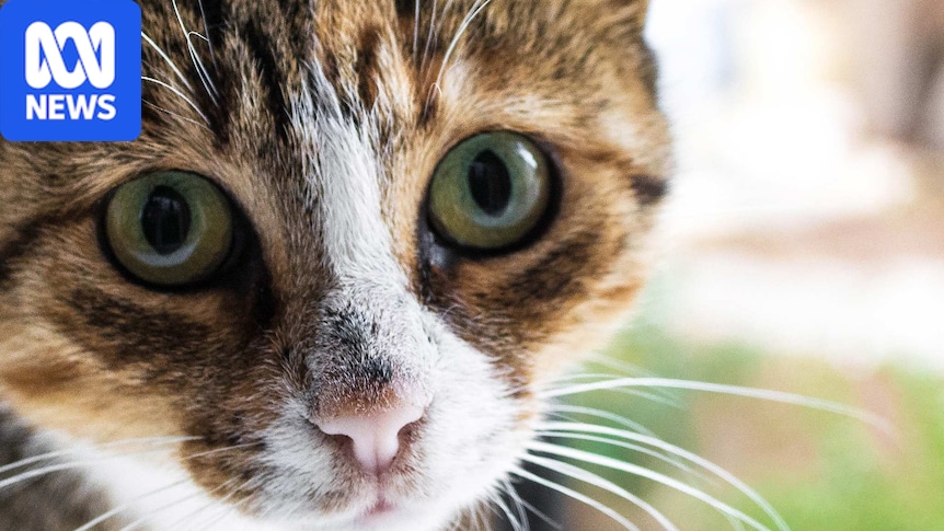 Pet cat impact on wildlife could be overstated, UQ researchers say