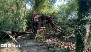 A treehouse in a wooded area is being demolished, branches that previously made up the structure have been taken down and are in piles on the floor.
