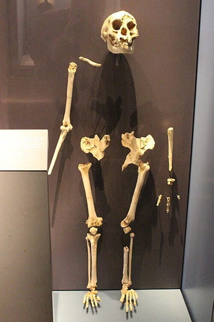 H. floresiensis was roughly the size of a 4-year-old human. Credit: Emke Dnes/Wikimedia Commons H. floresiensis was roughly the size of a 4-year-old human.