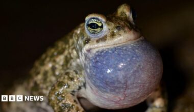 Close up of a natterjack toad which has large green eyes and a bulbous neck which is blue close up with its veins running across. The rest of the toad is green with darker green patches.