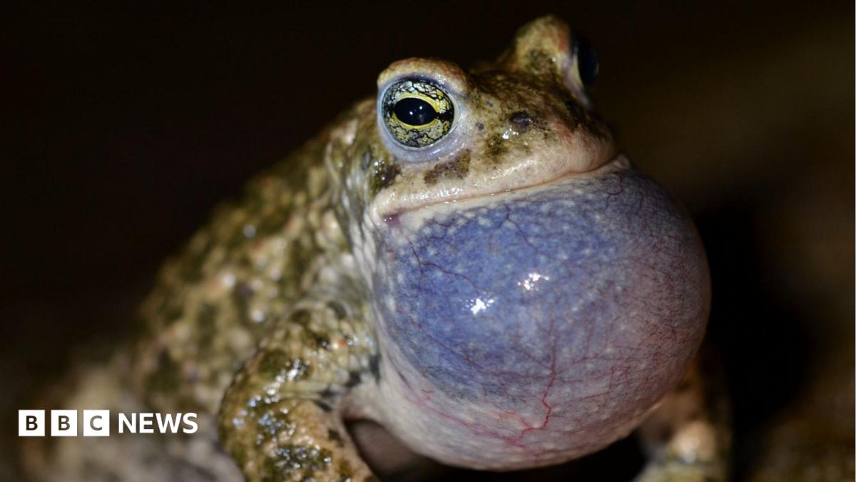 Close up of a natterjack toad which has large green eyes and a bulbous neck which is blue close up with its veins running across. The rest of the toad is green with darker green patches.