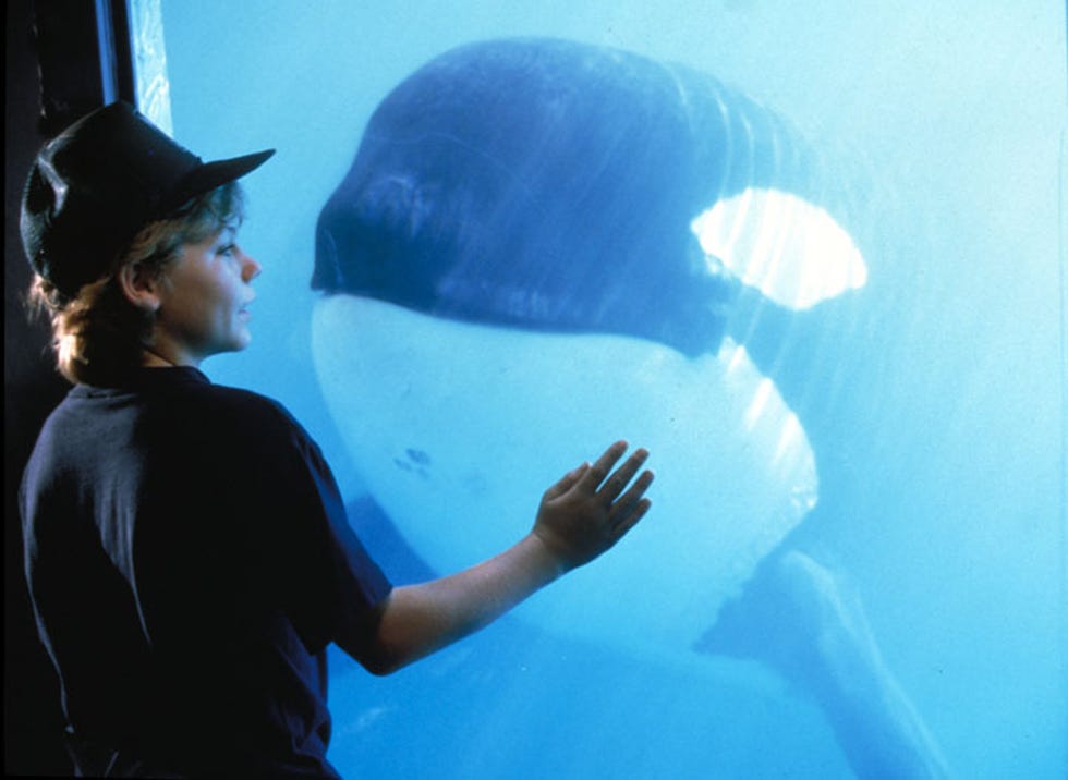 free willy free willy