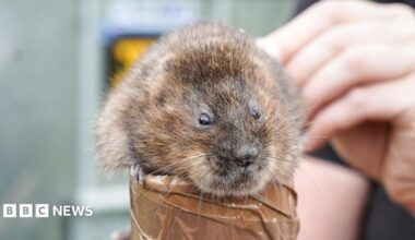 A small vole sits on top of a cardboard cylinder with a human hand perched behind it.