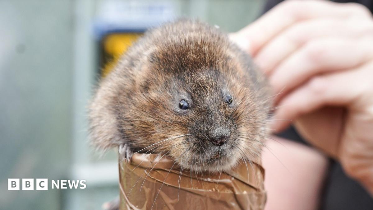 A small vole sits on top of a cardboard cylinder with a human hand perched behind it.