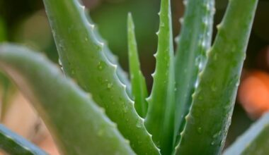 Top natural remedies that people actually trust to work? | Health